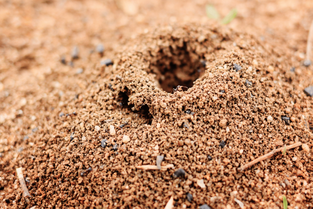 anthill infestation